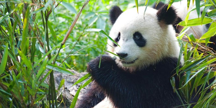 1650x1070 Panda Bear Wallpaper Mural - Murals Wallpaper
