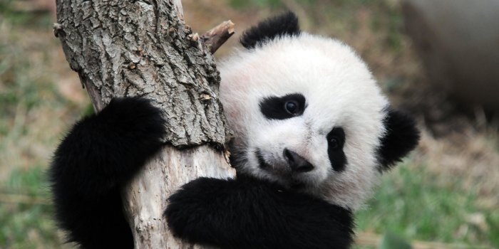 4288x2848 Panda Bear Wallpaper(42+) Wallpaper Collections