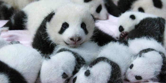 2048x1375 Panda Bear Wallpaper ·① WallpaperTag