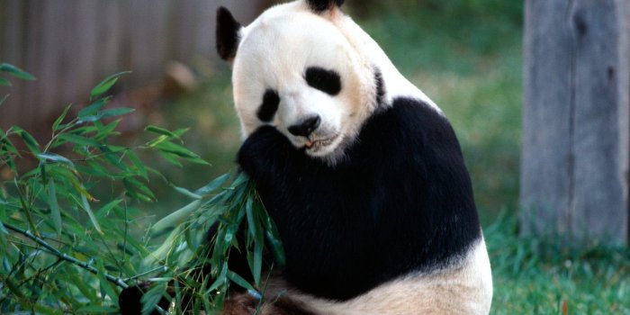1600x1200 Panda Bear Wallpaper - Wallpapers Browse