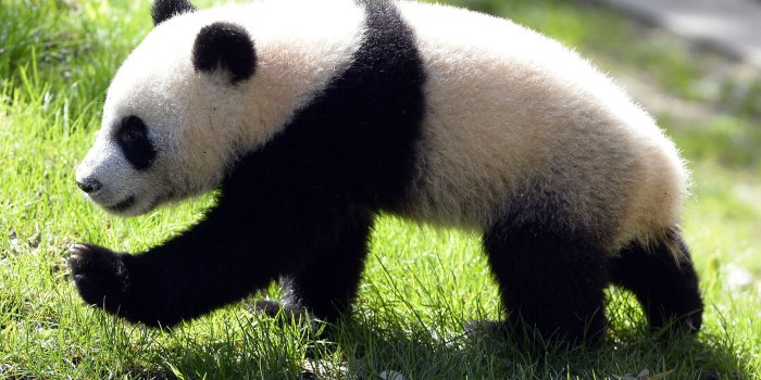 3840x2160 Panda bear wallpaper | YouBioit.com