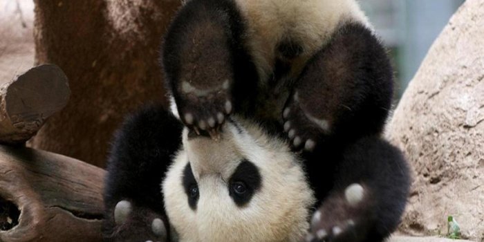1920x1200 Baby Panda Wallpapers (75+ background pictures)