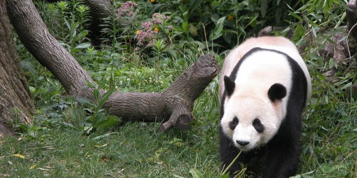 1920x1200 Panda Bear wallpaper - Animal wallpapers - #2500