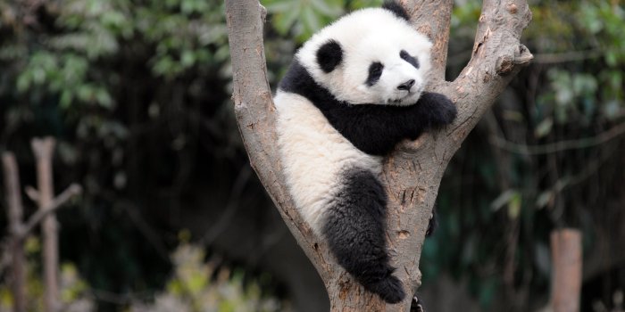 4288x2848 Baby Panda Bear Wallpaper #1GNPJ1X | MarkInternational.info