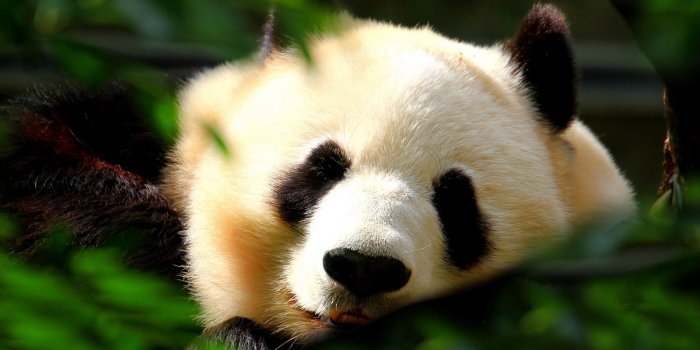 1600x1000 30217 panda bear wallpaper