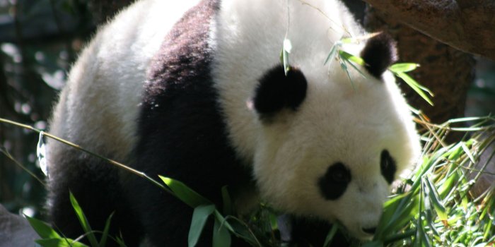 1600x1200 Panda Bear Wallpaper Free HD Backgrounds Images Pictures