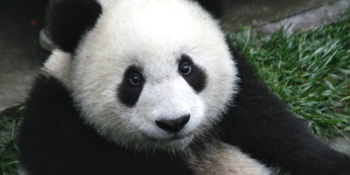 1728x1152 Panda Bear Desktop Wallpapers - THIS Wallpaper
