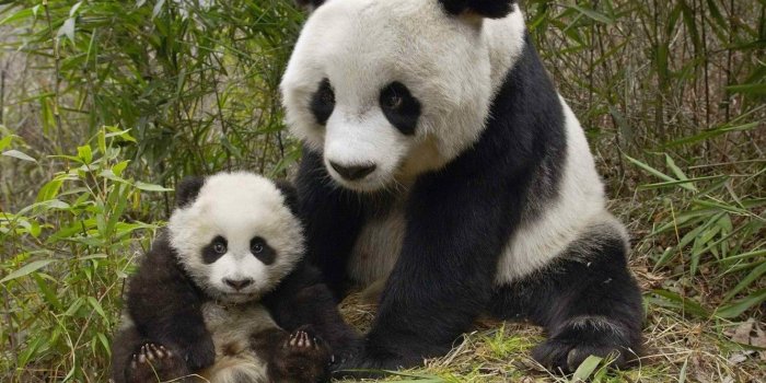 1332x850 Wallpaper China, bamboo, bear, Panda, bear, bear images for desktop