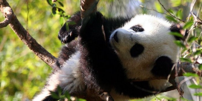 1024x768 Panda Wallpaper - Cute Panda Bears Photos