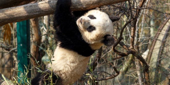 1920x1200 Panda Bear Wallpaper Group (42+), Download for free