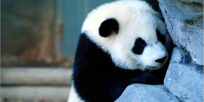2569x1609 Top 17 cute panda wallpapers high resolution - PicsBroker.com