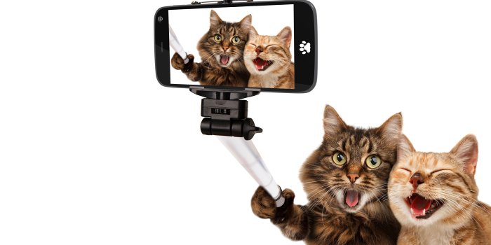 3840x2400 Image funny cat Selfie smartphones Funny Two Animals White 3840x2400