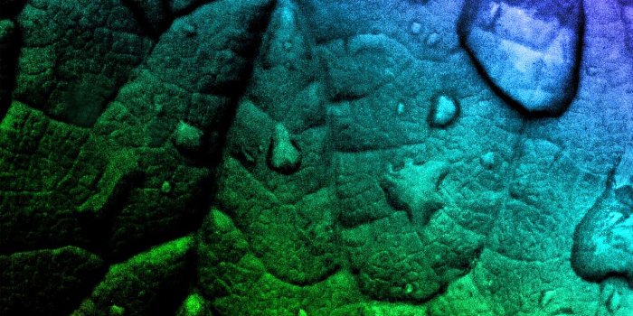 1440x2560 Samsung Galaxy S7 Rainbow Leaf Wallpaper | Gallery Yopriceville