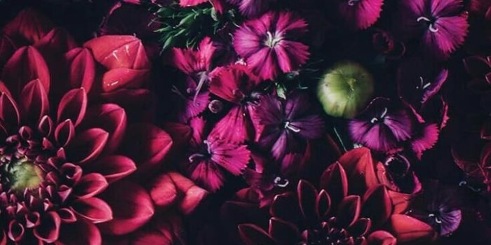 720x1280 flower wallpaper 