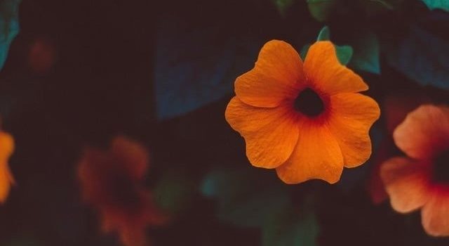 640x1280 flower #nature #wallpaper #tumblr #fondo #girly