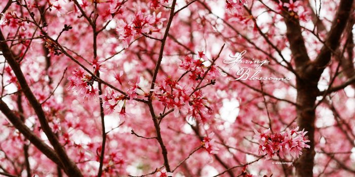 1366x768 Flower Tumblr wallpaper | 1366x768 | #42460