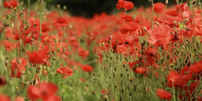 1000x1032 girly | 34 best free girly, flower, summer and wallpaper photos on