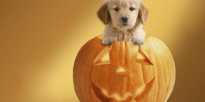 1920x1080 741 Halloween HD Wallpapers | Background Images