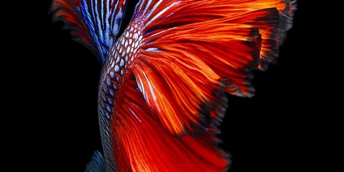 1412x2662 New iPhone 6s Wallpapers - Top Free New iPhone 6s Backgrounds