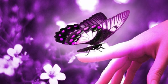 1600x1200 60+ Cute Butterfly Desktop Wallpapers - Download at WallpaperBro