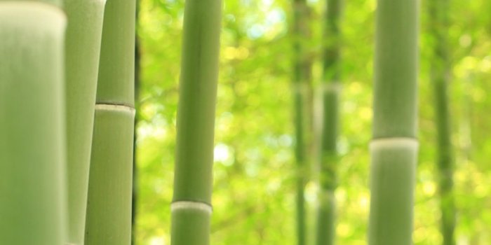 1080x1920 Bamboo iPhone Wallpapers - Top Free Bamboo iPhone Backgrounds