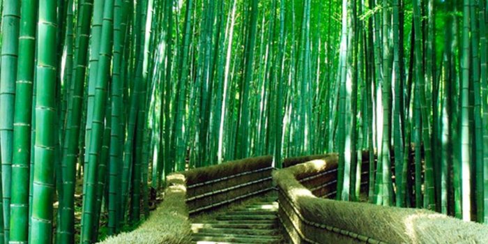 1125x2436 Bamboo iPhone Wallpapers - Top Free Bamboo iPhone Backgrounds