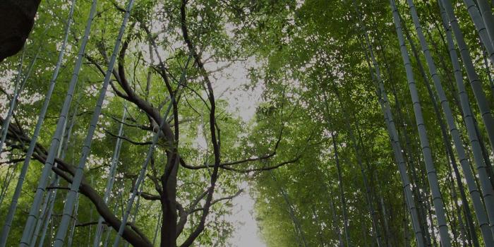 1242x2208 Nature wallpapers for iPhone and iPad