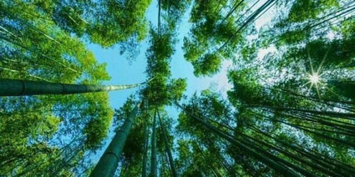 770x1371 Bamboo Forest of Kyoto, Japan. - Green | Travel pics in 2019