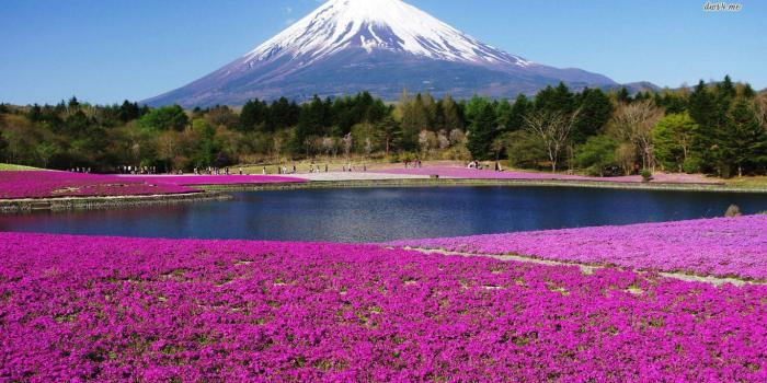 1366x768 Mount Fuji Wallpaper and Background Image | 1366x768 | ID:488264