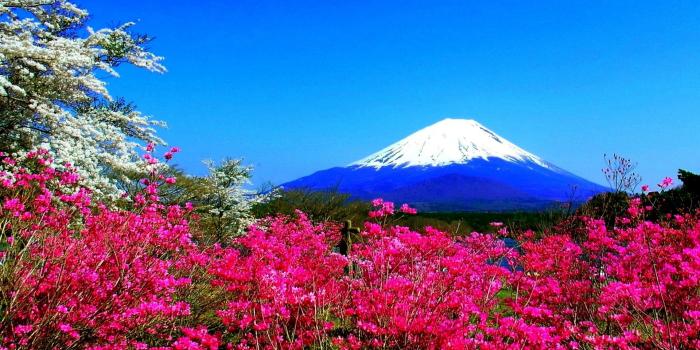 1920x1080 Spring Mountain Flowers Japan Fuji Nature Hd Wallpaper 23638