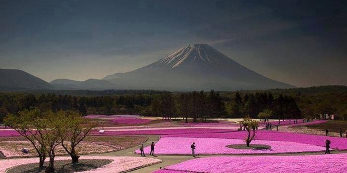 1444x971 Purple Japan Flowers Fuji Festival Amazing Wallpaper Mountain