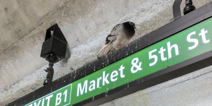 2048x1536 Pigeons won't stop pooping all over the Powell BART station, despite