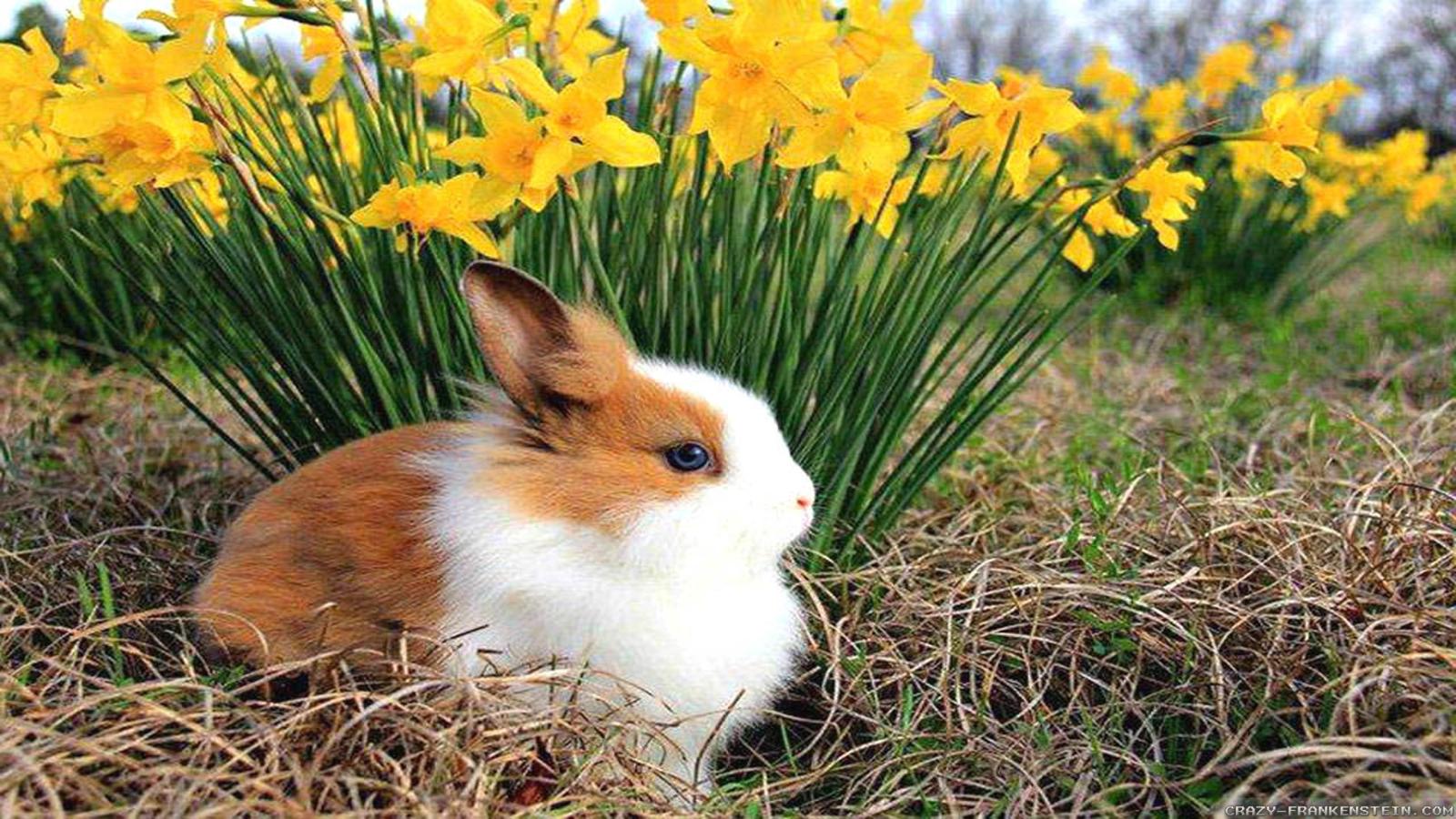 2560x1440 Spring Animals Wallpapers - Top Free Spring Animals Backgrounds