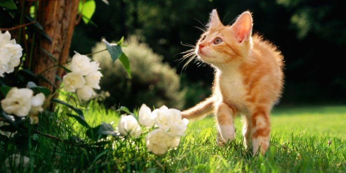 1920x1080 Spring Animals Wallpapers - Top Free Spring Animals Backgrounds