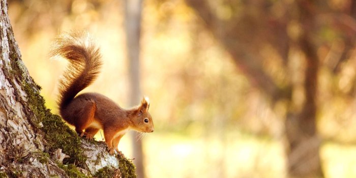 1920x1080 Spring Animals Wallpapers - Top Free Spring Animals Backgrounds