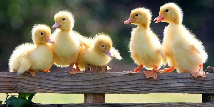 1920x1080 Spring Animal Wallpaper Photo #37b | Animals | Spring animals, Baby