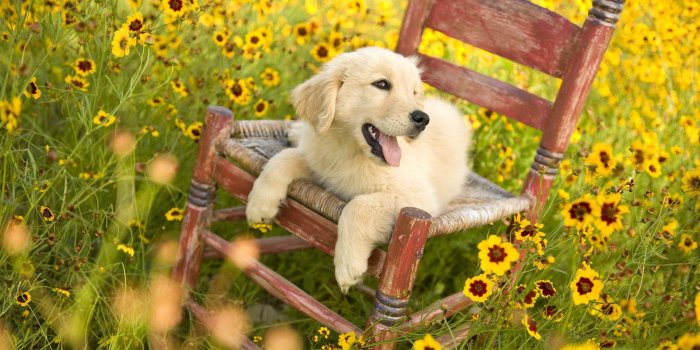 1920x1080 44+] Spring Wallpaper with Animals on WallpaperSafari