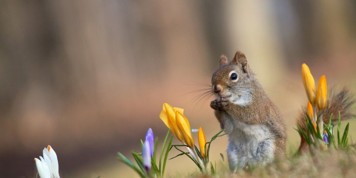 1920x1200 46+] Spring Animals Desktop Wallpaper on WallpaperSafari