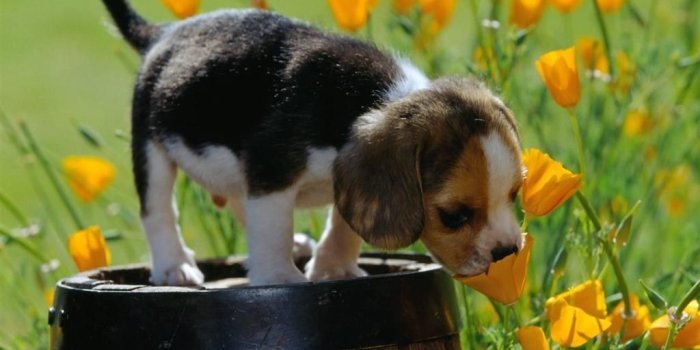 1024x768 Spring Animals Wallpapers - Top Free Spring Animals Backgrounds