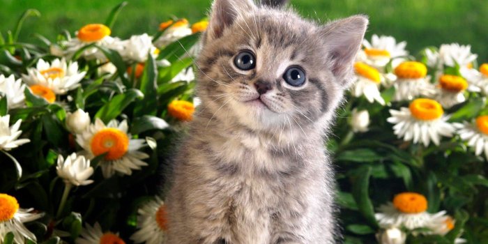 1600x1066 Spring Animal Wallpaper Images #g8C | Animals | Kittens cutest
