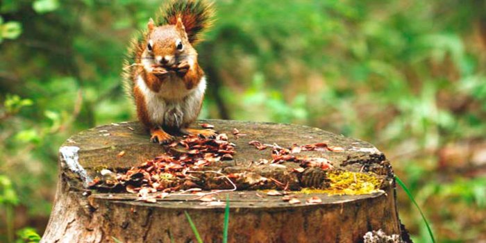 2560x1440 Spring Animal Wallpaper for Desktop (49+ images)