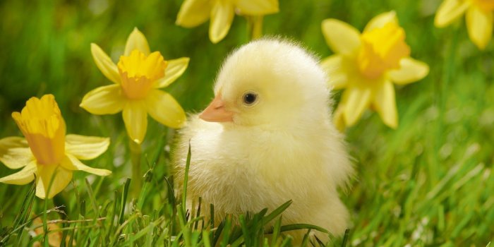 1600x900 Spring Animals Wallpapers - Top Free Spring Animals Backgrounds