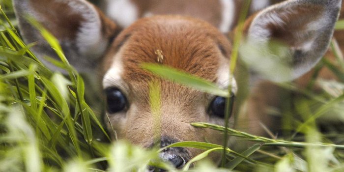 1024x768 48+] Free Spring Animal Desktop Wallpaper on WallpaperSafari