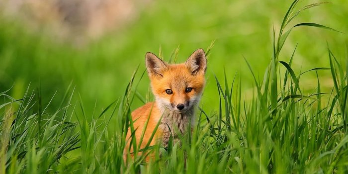 2560x1440 65+ Spring Baby Animals Wallpapers - Download at WallpaperBro