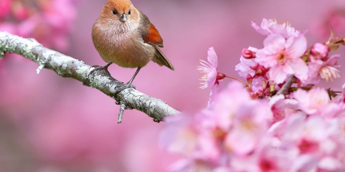 1920x1200 Small bird in a spring tree wallpaper - Animal wallpapers - #46883