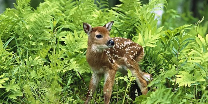 1024x768 Spring Animal Wallpaper #vfb | Animals | Animal habitats, Baby