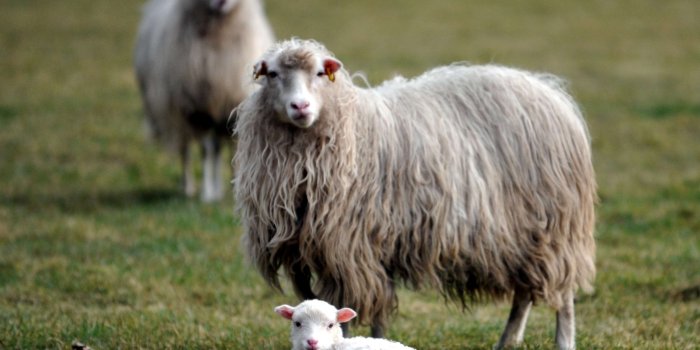 2763x2094 3083828 agriculture, animals, country life, idyll, lamb, meadow