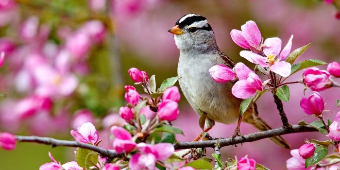 1920x1080 Springtime Animals and Flowers Wallpaper (67+ images)