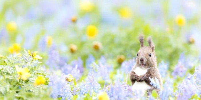 1528x987 Spring Animal Wallpaper | Spot Wallpapers