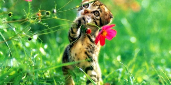 1920x1200 Spring Animal Wallpaper High Quality Resolution #8Tw | Animals